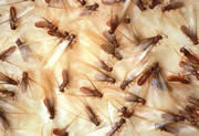 Termite Damage Inspection